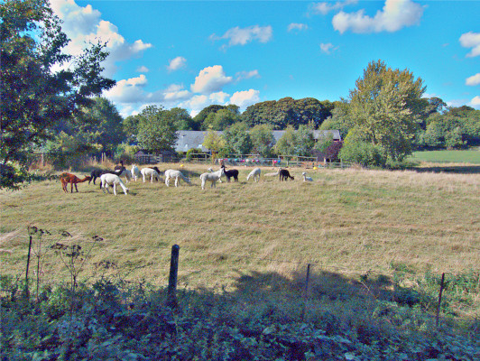 Alpacas